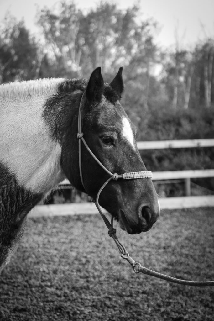 Black and White picture of a horse. Side profile looking at stables