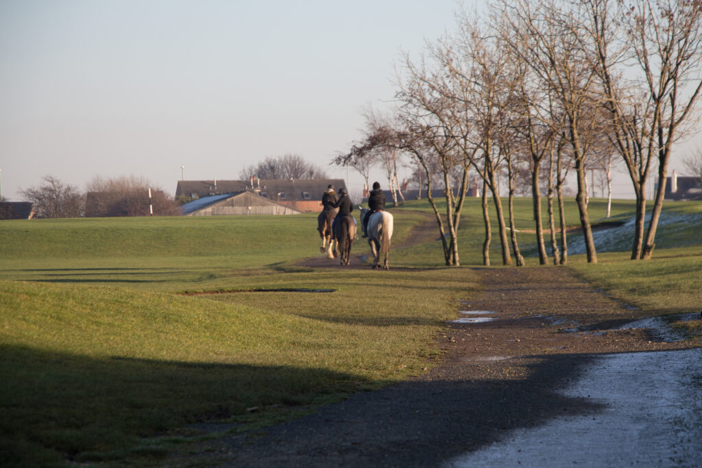 Horses walking away in the distance, in a big open field