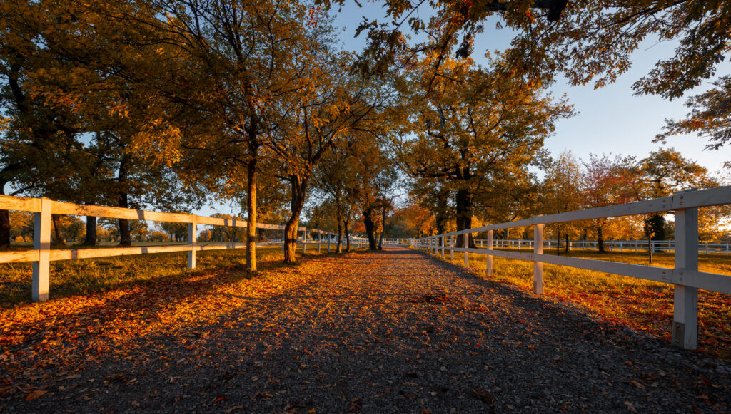 Autumn in the stable park at sunset.