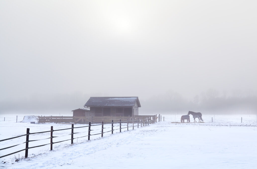 horses on winter pasture during cold misty morning