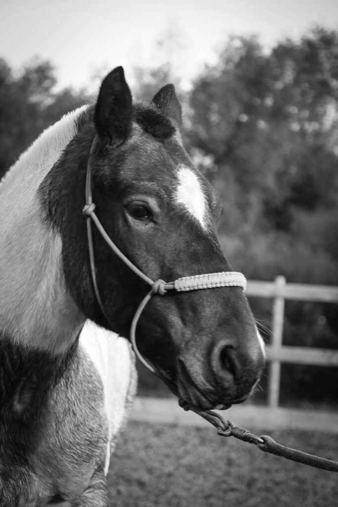 Black and White Image of a horse.